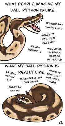 My wife drew this last night and I think any ball python owners might relate 