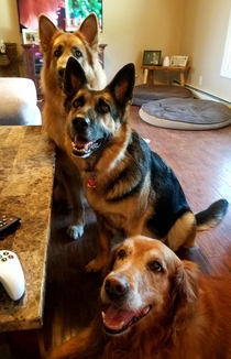 My wife insists she never feeds the dogs human food while Im over-the-road but these faces say otherwise