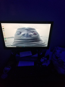 My wife is gonna love her new wallpaper