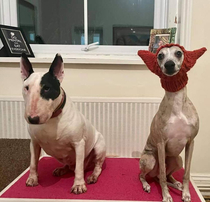 My wife knitted a hat for our bull terrier but i think it works better on the whippet
