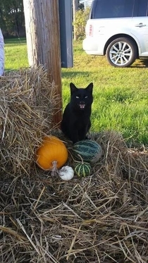 My wife was taking pictures of her Halloween decorations when one of our cats pulled this
