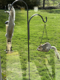 My wifes bird feeder