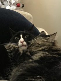 My wifes cat likes to cuddle but I dont think my cat does
