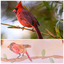 My  year olds freehand Cardinal with reference pic he used
