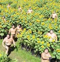 Nature is healing- The sumo wrestlers are returning to the sunflower fields of Japan