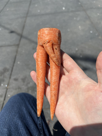 Nearly killed this carrot at work but decided to steal it