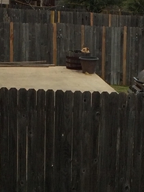 Neighbors dog likes spending his time sitting inside a barrel