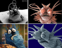 Nereis sandersi is a marine worm that looks like a puppet