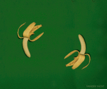 Never-ending banana cycle