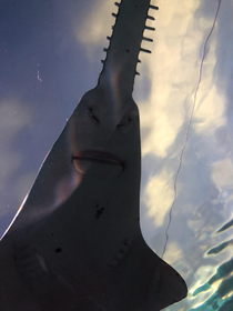 Never knew the saw shark had such a serious face