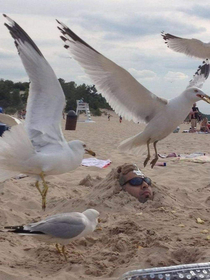 Never show seagulls weakness