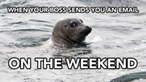 New seal meme Swim Away Seal
