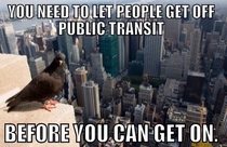 New York Advice Pigeon has a message we can all get on board with