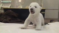 Newborn Polar Bear Cub