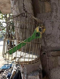Nice parrot bro whered you get it