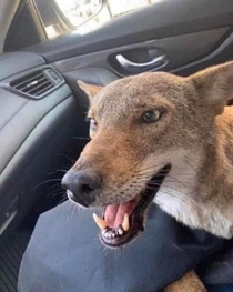 No collar Found this poor guy eating a dead deer on side of road Hes a little snippy Barely got him in my car Please share this so we can find his owners 