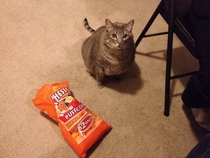 No kitty those are MY cheesy poofs