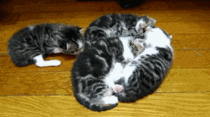 no room in the kittenpile