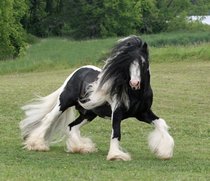 No this is the fabio of horses