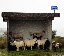 Norwegian sheep waiting for the bus
