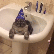 Not Amused Wizard Cat