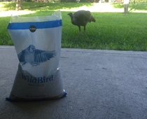 Not the bird I was expecting when I put bird seed in the yard