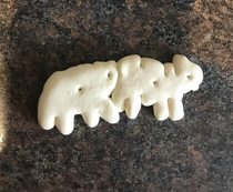 Nothing to see here just two animal crackers stuck together 