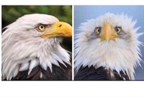 Now I understand why American Bald Eagles are always photographed from the side