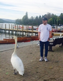 Now Im  Thats a big swan