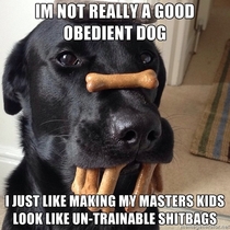 Obedient Dogs True Motive