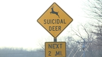 Oh deer Be careful out there
