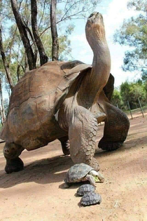 Old-fashioned tortoise and his children