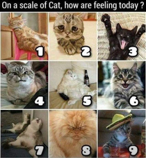 On the Cat Scale how do you feel today