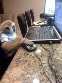 On the internet no one knows youre a monkey No one
