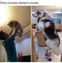 Once a Pupper