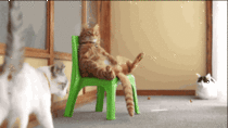 one cat one plastic chair