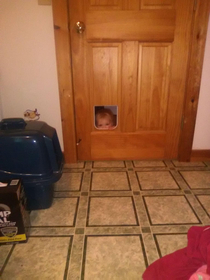 One of many reasons why a cat door on the bathroom door is a bad idea