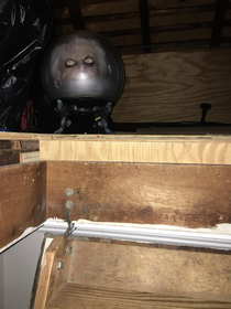 One of my HVAC technicians spotted this on his way to the attic Almost had a heart attack