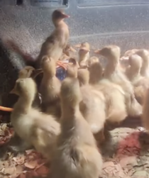 One of my viewers caught my ducklings doing something strange