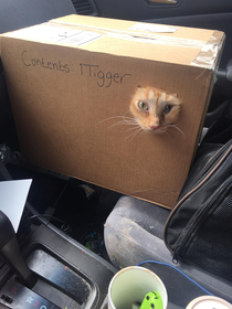 Only had  cat carrier Tigger was not amused