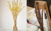 Ordered Flowering Forsythia Branches for Mothers Day Got Box of Dead Sticks