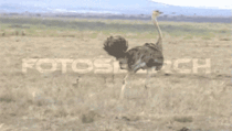 Ostrich walking backwards  person walking forwards