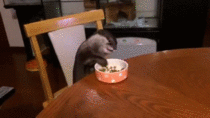 Otter sitting at the kitchen table eating dinner
