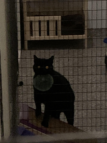 Our cat carries his crunchy dish like a dog