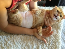 Our cat had to have her belly shaved at the vet She is not happy