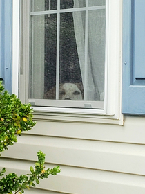 Our dog watching us leave him at home