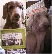 Our dogs reaction to my wife and I expecting our first child