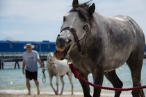 Our family friends took their horse to the beach for the first time