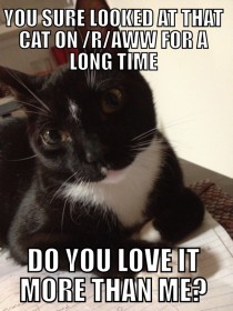 Overly Attached Cat