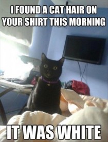 Overly attached cat